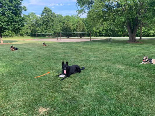 Palmer Park Off-Leash Dog Area